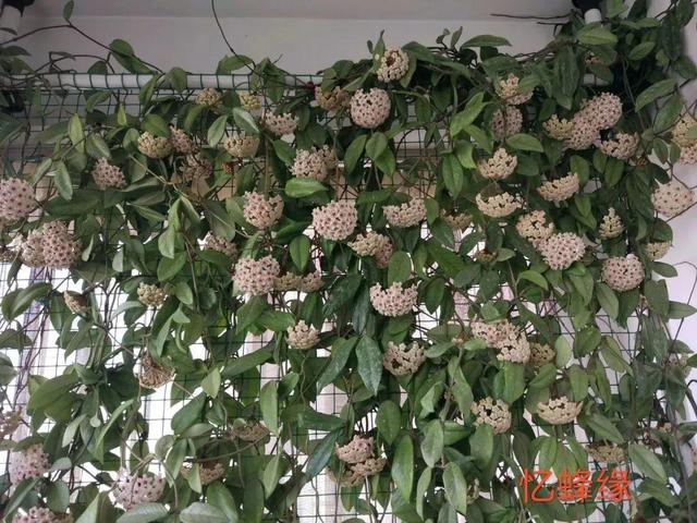 庭院中种什么爬藤花，院子里如果想搭设花廊架