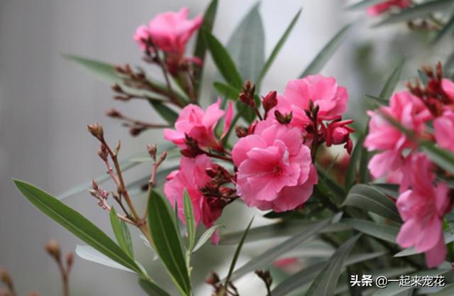 十种室内适合养的花，再喜欢也别养在卧室