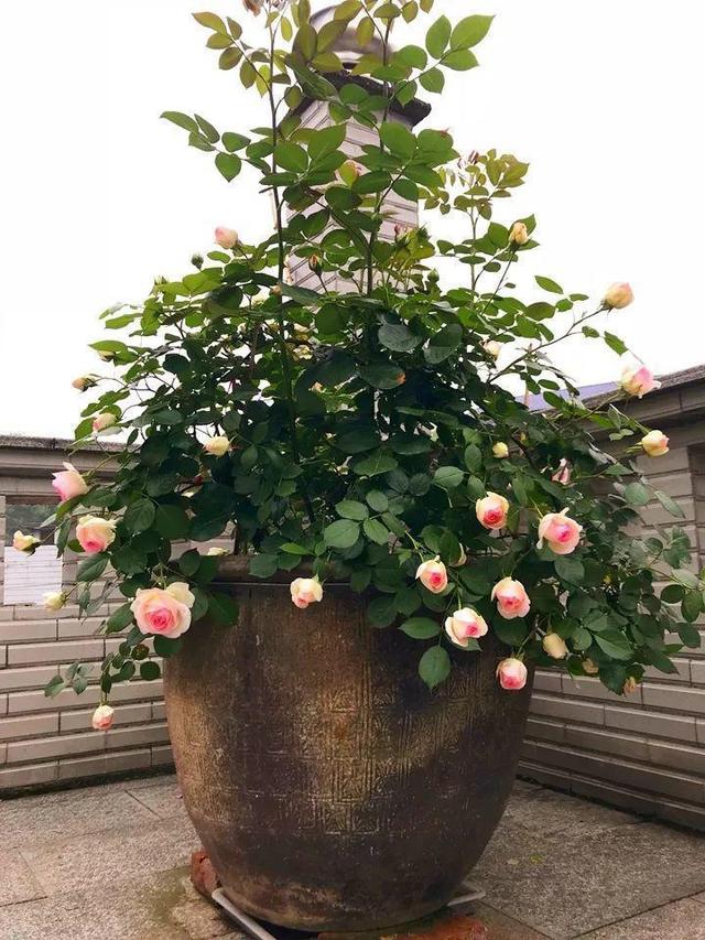 水缸养花好便利，养花六种水胜过千种肥