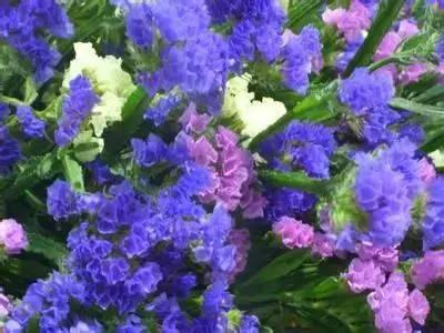 花语代表治愈的花，100种花的花语养养眼