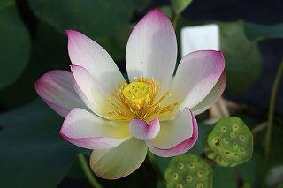 荷花最好看的品种是什么，这花最好看、最好养