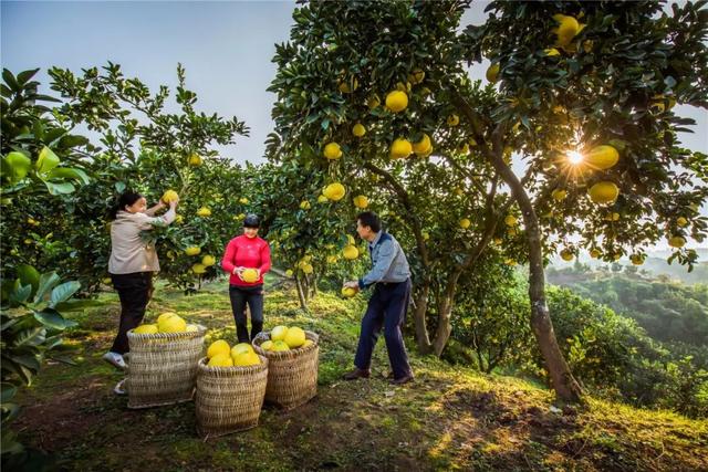 最好吃的柚子是葡萄柚吗，天微凉品柚香为何百年柚树结的梁平柚这般甜