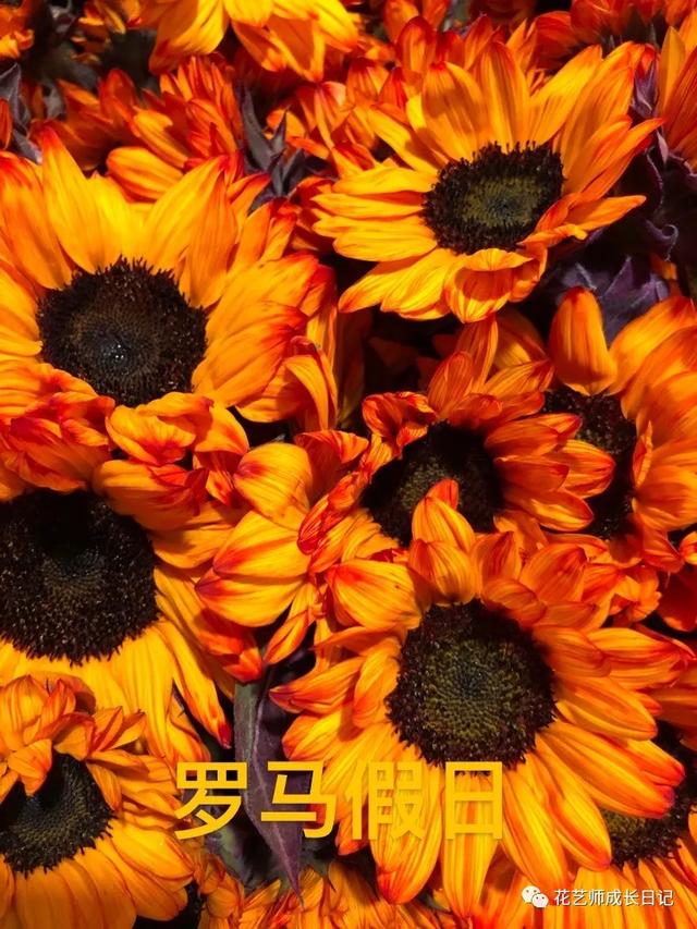 向日葵油画的技法，每日一花三款复古油画里走出的向日葵