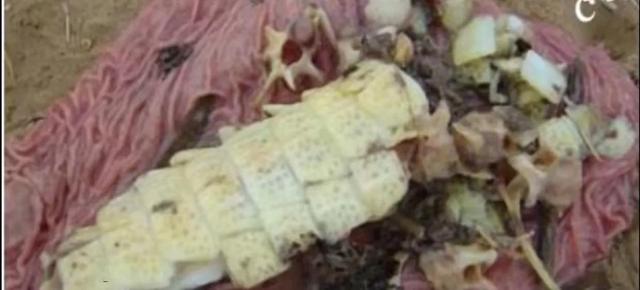 公牛真鲨百科介绍，死法最憋屈的动物