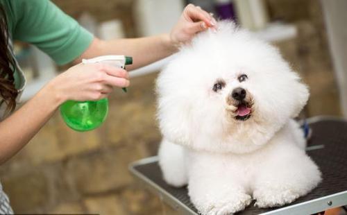 比熊成年多少斤，纯种比熊犬有多少斤