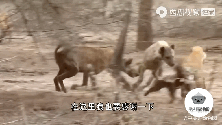 吸血的动物有哪些，最凶狠的十种吸血动物