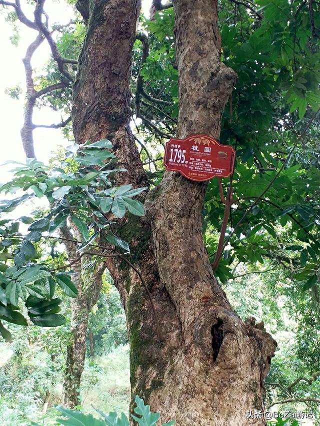 泸州最值得旅游的景点，到四川泸州市旅游不能错过的12个景点