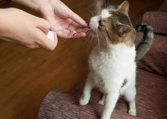 猫咪舔主人的手，猫咪舔舐常见的6个含义（猫咪舔人手表示什么）