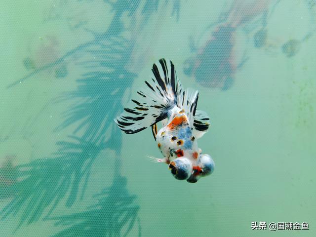 金鱼的品种有哪些，金鱼的品种都有哪些