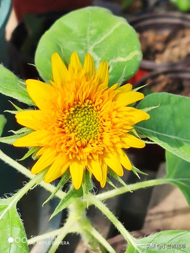 向日葵泰迪熊种子，夏天收获一片花海