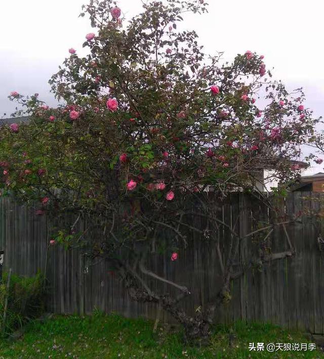 颜值高花期长的月季，七种优秀盆栽月季