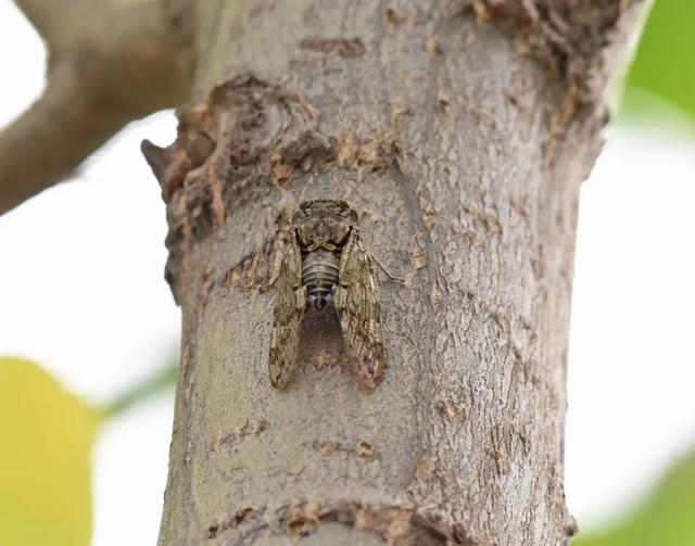 蝉一共有几种种类，青岛当地叫“截流”。主要有三种