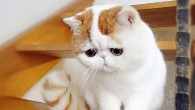 养猫的人容易得什么病，养猫容易得什么病（网友：我得了好几种病）