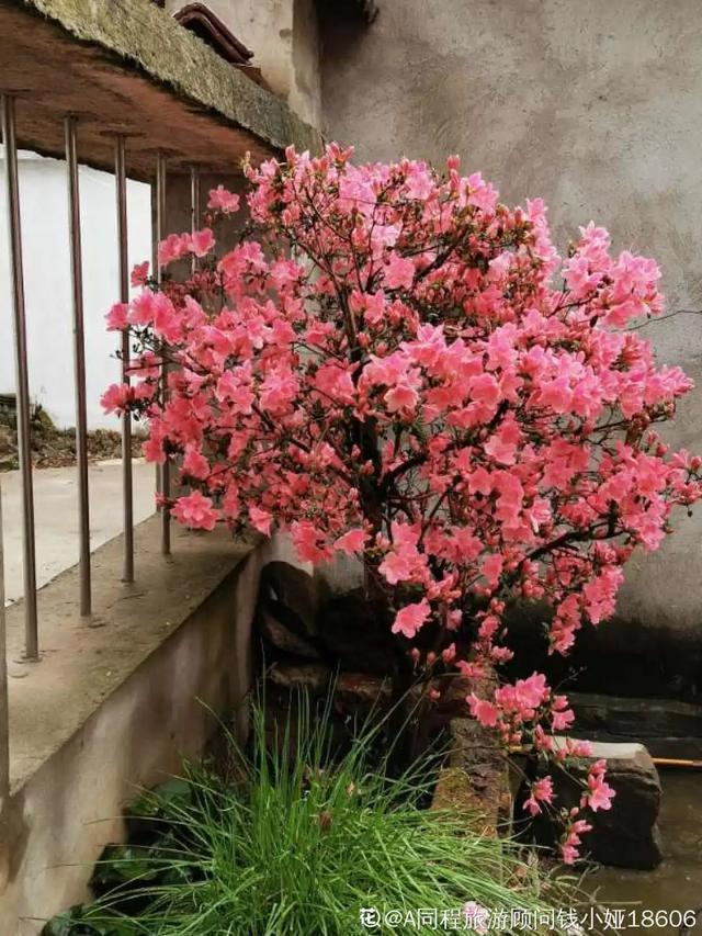 春夏秋冬四季什么花好看，这十种花几乎一年四季都开花