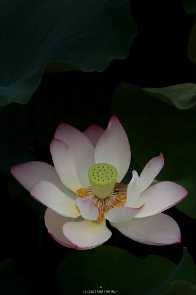 凉山火把节美食，火把节出游之西昌篇
