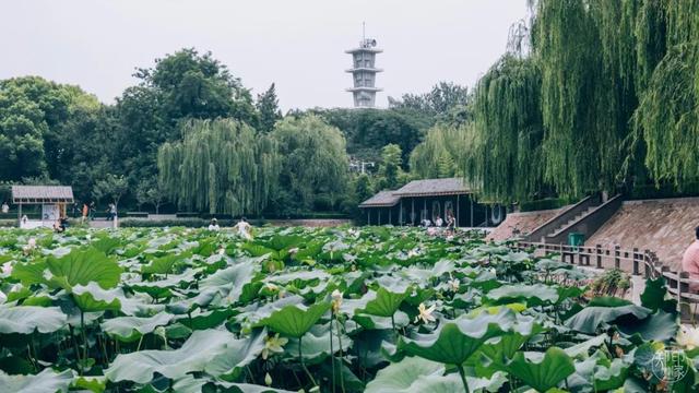 郑州周边免费景点，郑州最近免费旅游景点大全（不出郑州的8个赏花遛娃地）