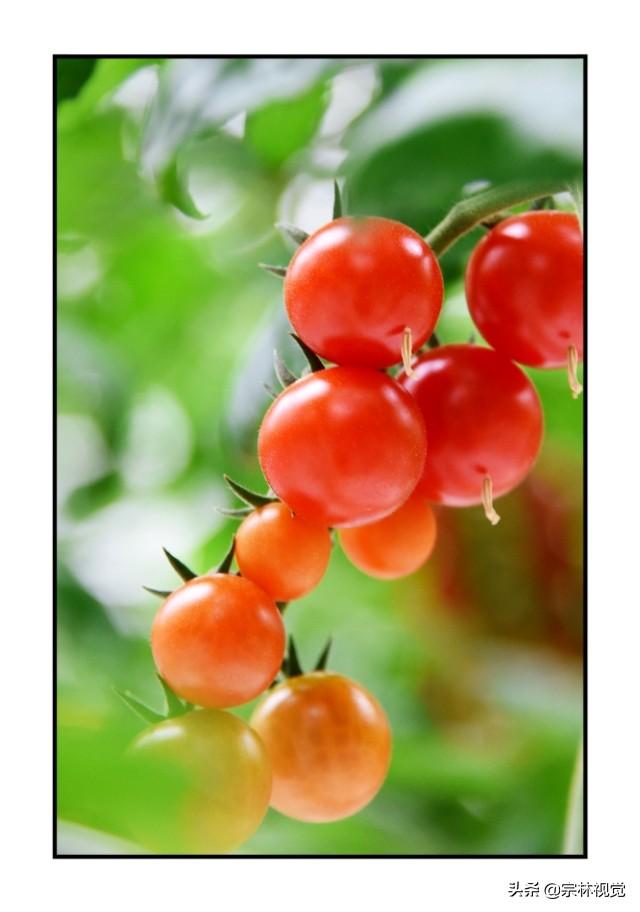 黄色小番茄和圣女果，比传统番茄更好种