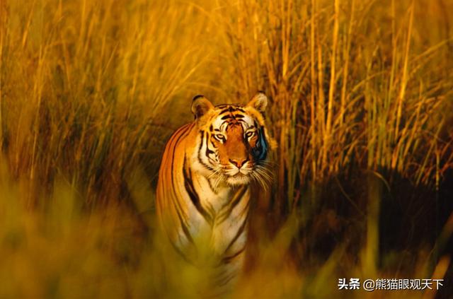 介绍一下老虎百兽之王，百兽之王是老虎还是狮子