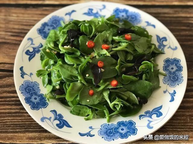 凉拌田七菜的做法，饭店的名菜凉拌田七为什么好吃（凉拌田七菜正宗做法）