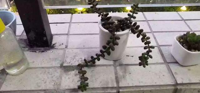 养着省心颜值高又爱长爆盆的多肉，这些多肉大普货