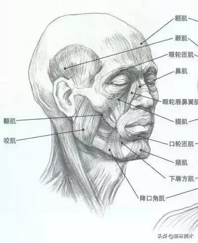 学画画零基础先学什么，零基础素描应该先练什么（零基础绘画教程，值得收藏）