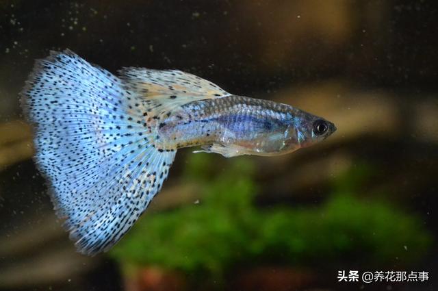 养殖热带鱼鱼缸如何装饰，在客厅养热带鱼