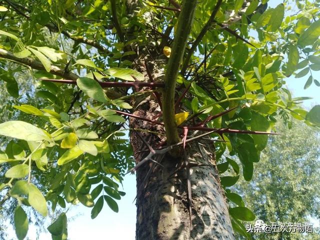 种的植物为什么有刺，浅谈植物的“刺”