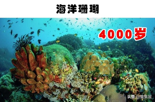 目前寿命最长的动物前十名，你知道哪种动物能活4000年吗