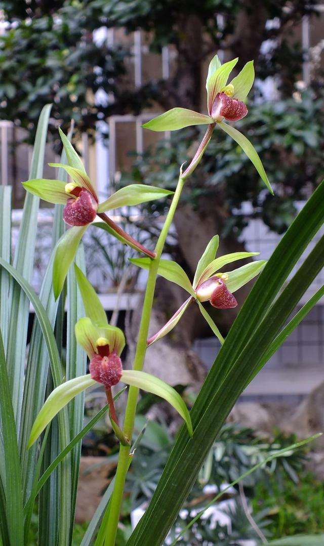 野生兰花五到七月开的是什么兰花，细说5款兰花珍品
