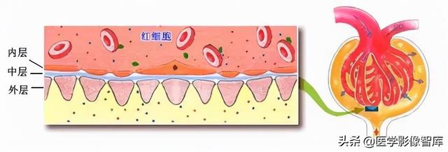 肾脏解剖结构讲解，浅话肾脏的解剖结构