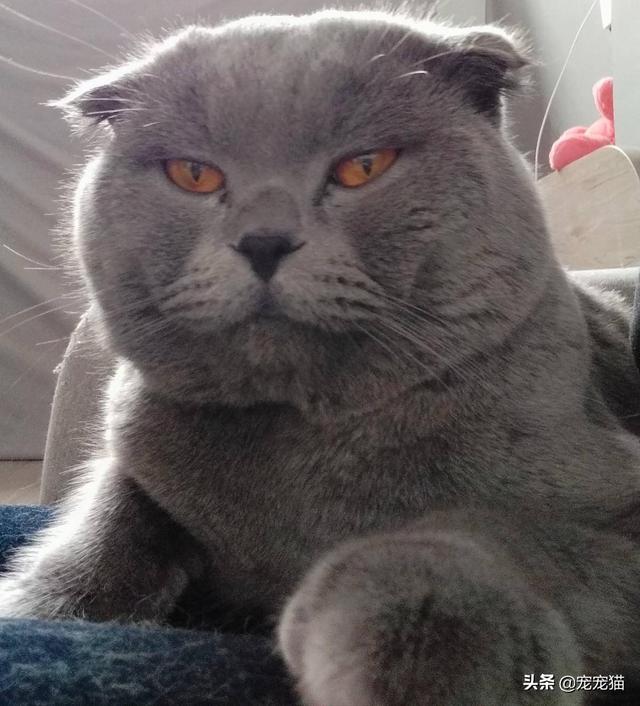美短猫真的好养吗，养到的人都很幸运
