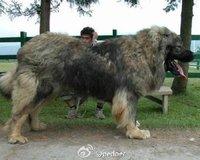 俄罗斯高加索犬，俄罗斯名犬高加索介绍