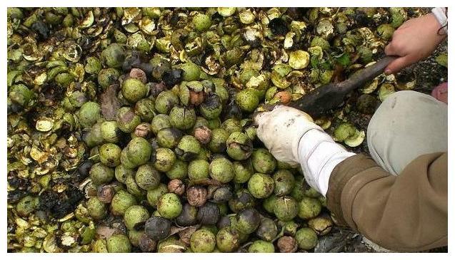 青核桃皮有什么作用与功效，青核桃皮的功效与作用