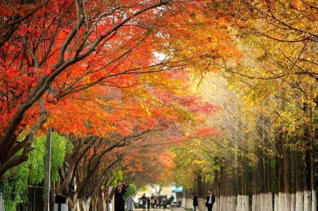 江苏师范大学排名，江苏师范大学江苏省排名第几（泰院无缘前五）