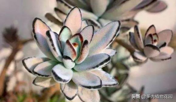 兔子耳朵分几种形态，几种常见的兔子介绍