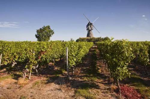 品丽珠口感特点，品丽珠CabernetFranc