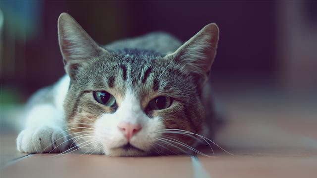 猫咪呕吐怎么办，猫咪呕吐的时候该怎么办（猫咪呕吐是什么原因）