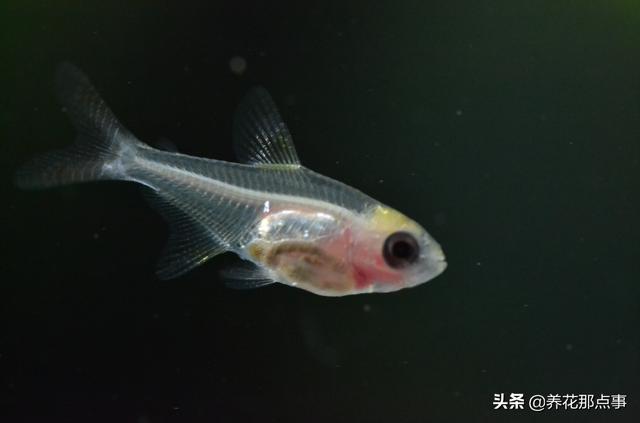 养殖热带鱼鱼缸如何装饰，在客厅养热带鱼