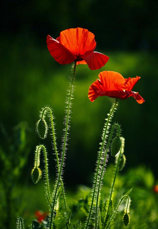 八种常见有毒花，这15种大毒花