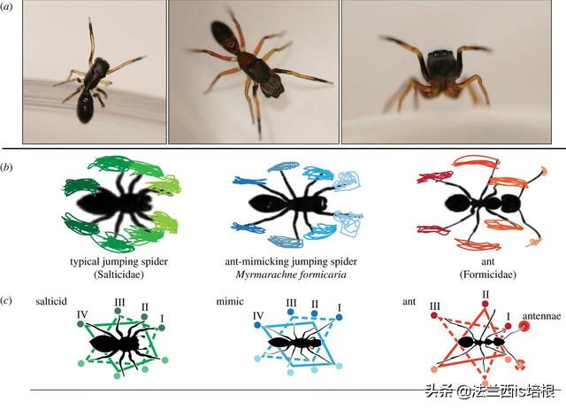 蚂蚁跟蜘蛛是昆虫吗，你能分辨吗这是蚂蚁