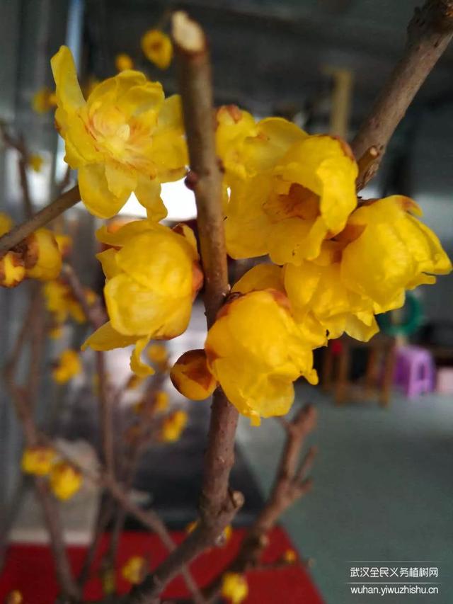 蜡梅与腊梅的区别，蜡梅是梅花吗究竟是（腊梅花与蜡梅有什么区别）