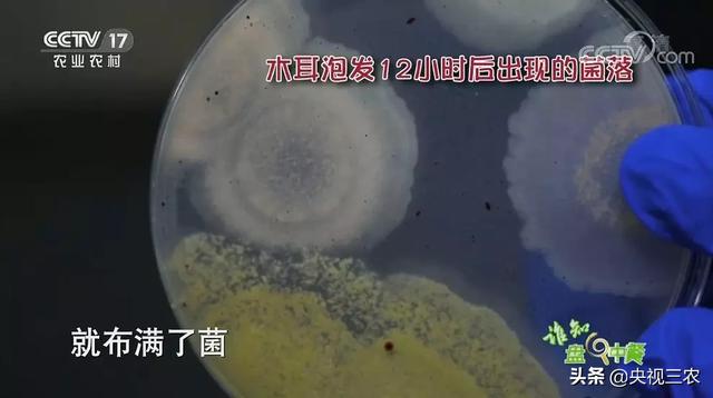 木耳食用的注意事项，黑木耳泡发不当或有生命危险