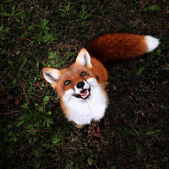 藏狐是狐狸吗（藏狐长什么样）