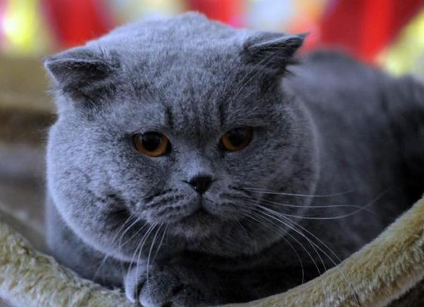 哪个品种的猫咪最粘人最调皮，世界5大最粘人的猫咪