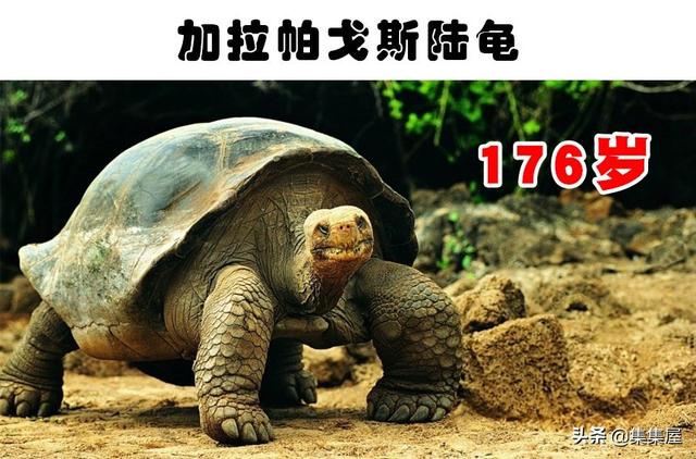 目前寿命最长的动物前十名，你知道哪种动物能活4000年吗