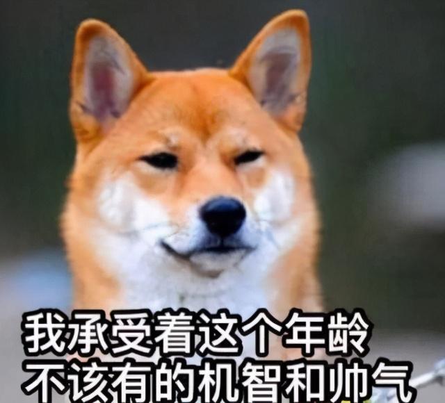 寓意好的狗狗名字，寓意吉祥的狗名字大全