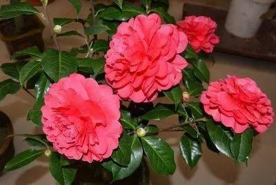 花语代表治愈的花，100种花的花语养养眼