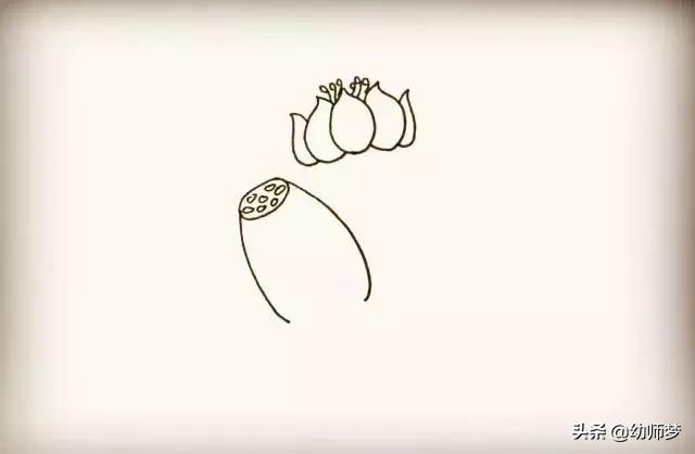 莲藕简笔画画法步骤8，莲藕简笔画来袭