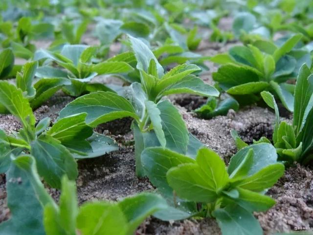 糖尿病甜菊(糖尿病能吃甜菊糖吗)