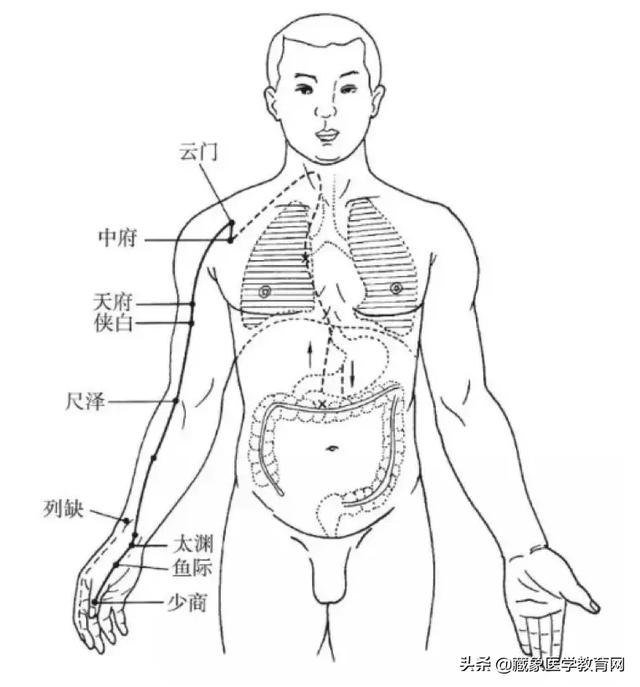 十二经络循行路线，十二经脉循行走向与交接规律图解（<十分钟教你终生不忘）